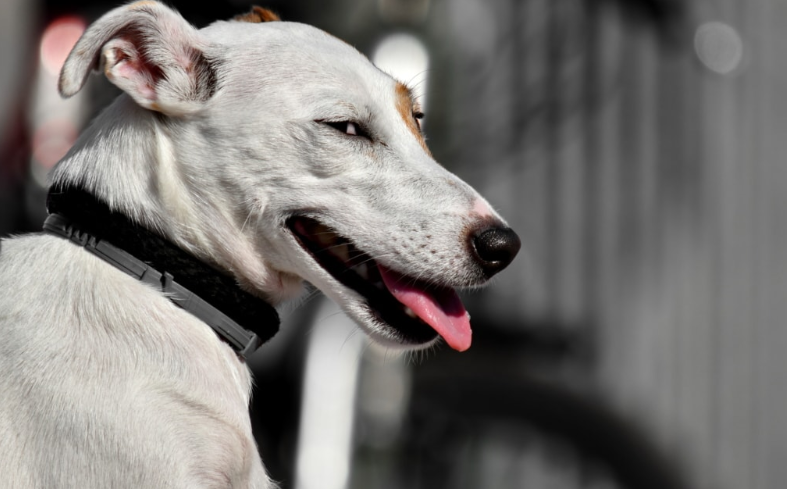 cane da caccia