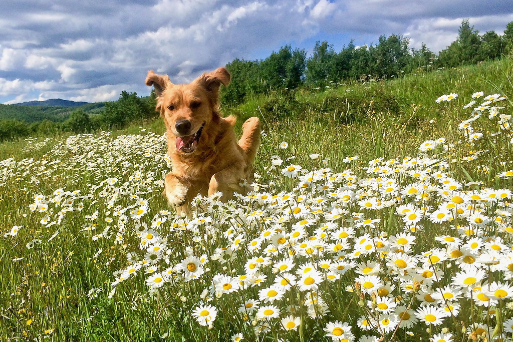 camomilla+dog