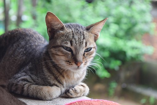 gatto toxoplasmosi