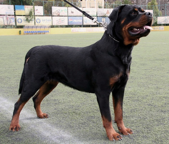Breeder Pro Fit